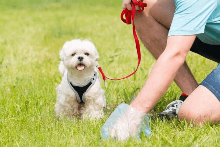 The Hidden Dangers of Ignoring Dog Waste