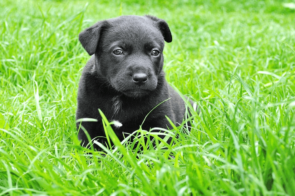 Common Myths About Dog Poop and Your Lawn