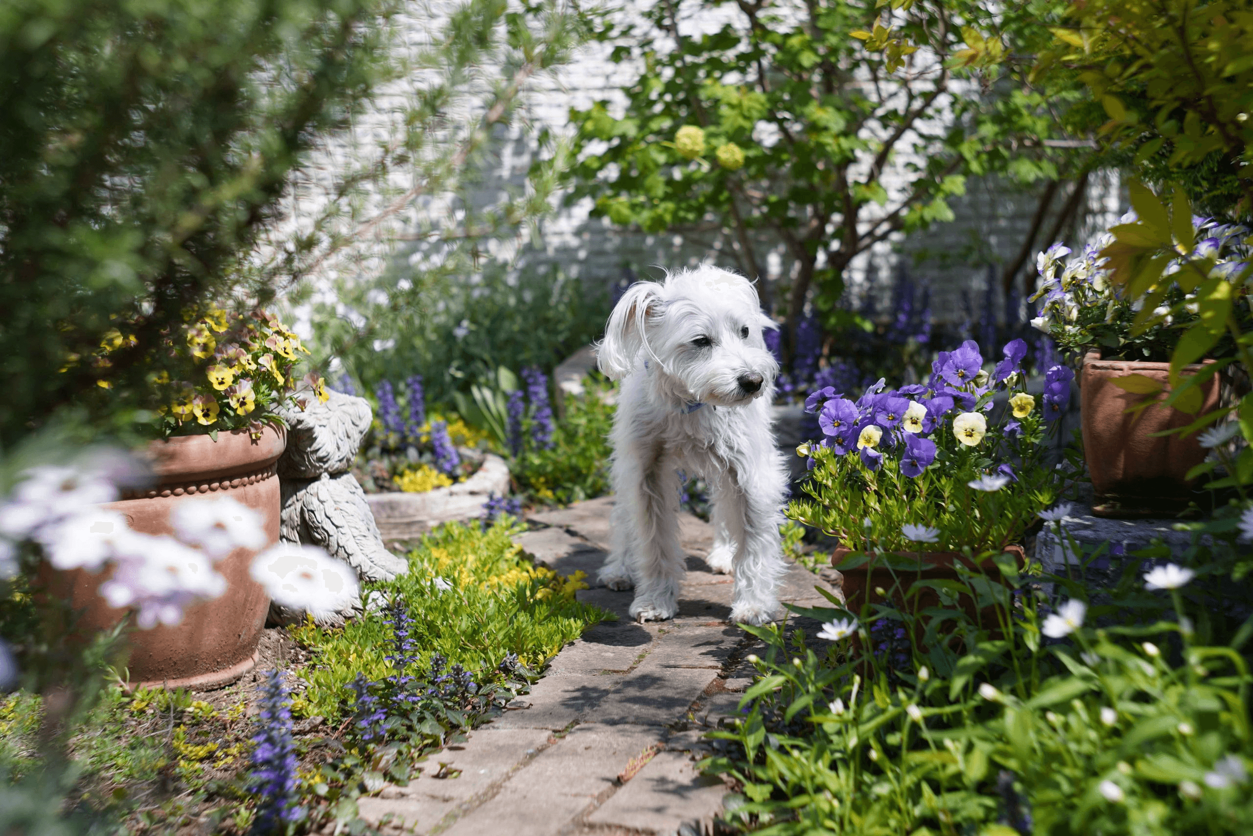 Beautiful and Pet-Safe Plants for Your Garden