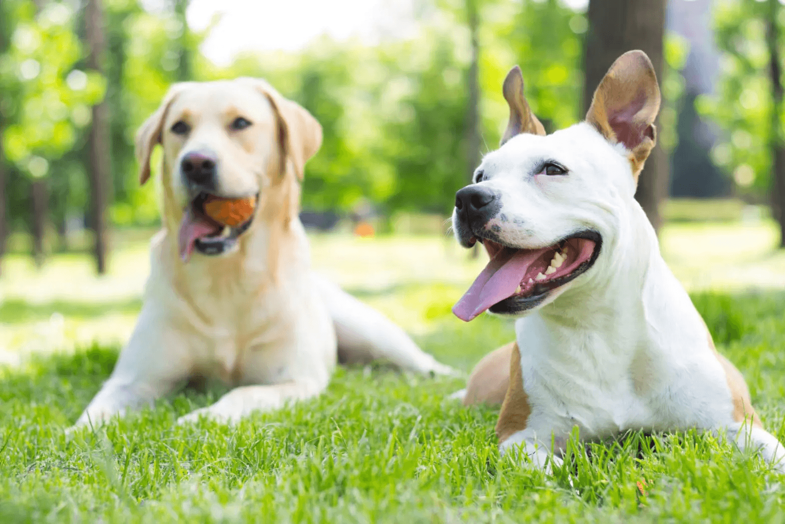 Keep Your Dog Safe and Your Yard Clean