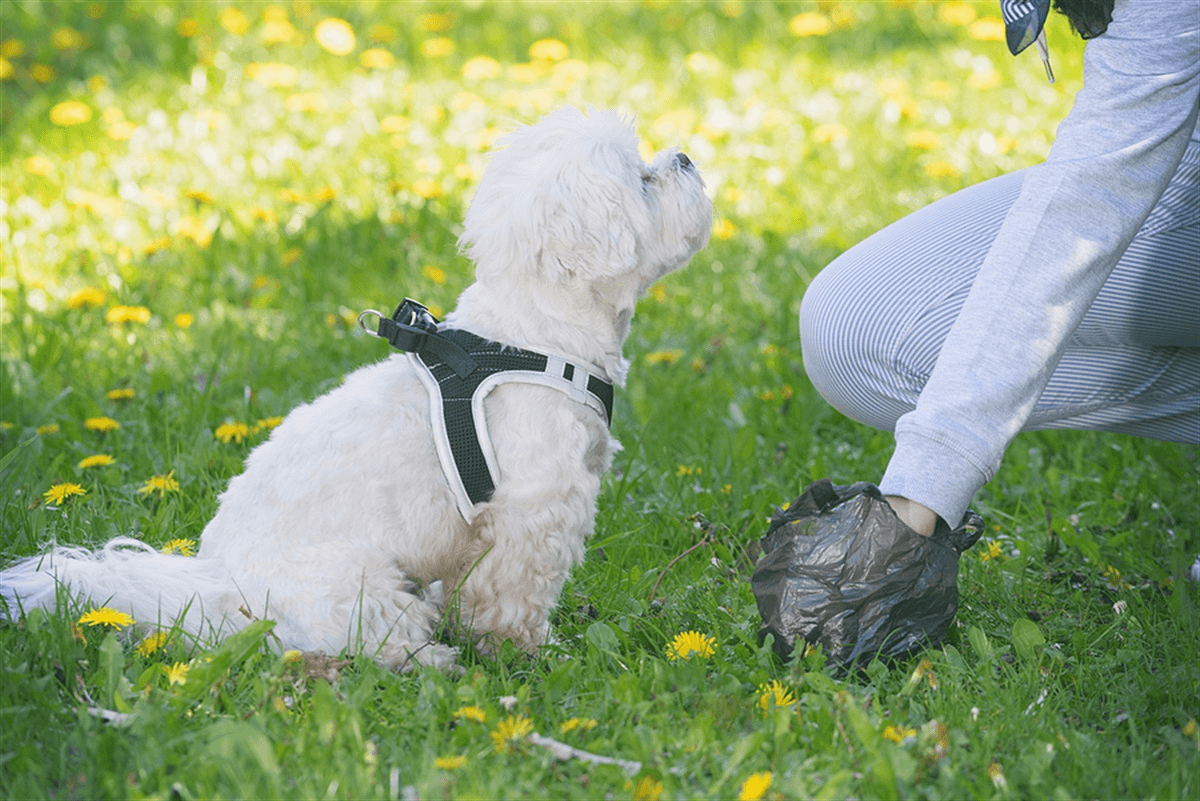 Why Professional Dog Waste Removal is Essential for Your Toronto Home