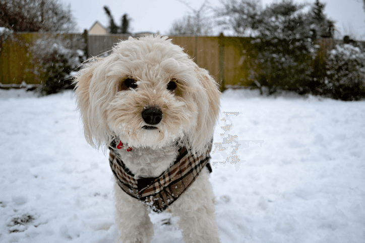 Seasonal Yard Care for Pet Owners