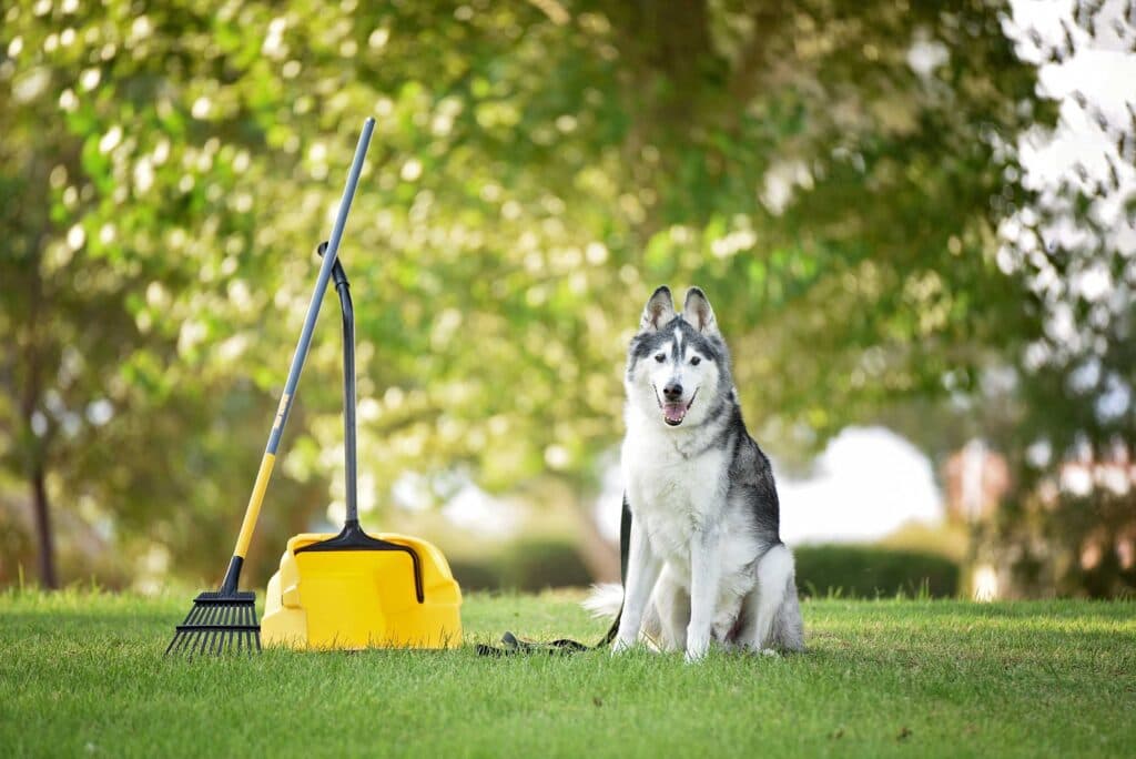 Dog Poo Cleaners Hero